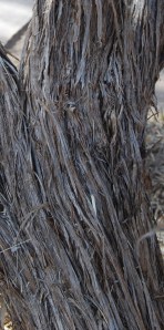 withered tree withered tree