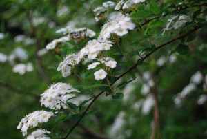birch-leaf spirea