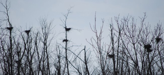 nests
