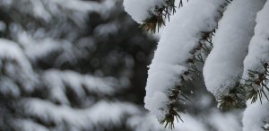 pine-snow2